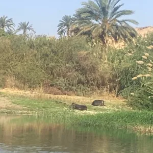 Palm trees along the riverbank
